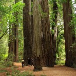 1280px-Stout_Memorial_Grove_in_Jedediah_Smith_Redwoods_State_Park_in_2011_22-150×150 8