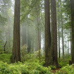 Redwood_National_Park_fog_in_the_forest-150×150 Redwood_National_Park_fog_in_the_forest-150×150 7