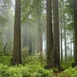 Redwood_National_Park_fog_in_the_forest-150×150 7