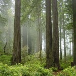 Redwood National Park fog in the forest