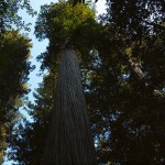 Stout_Grove_4333300042-150×150 Stout_Grove_4333300042-150×150 9