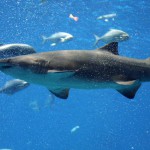 stockvault-atlanta-aquarium111563-150×150 stockvault-atlanta-aquarium111563-150×150 13