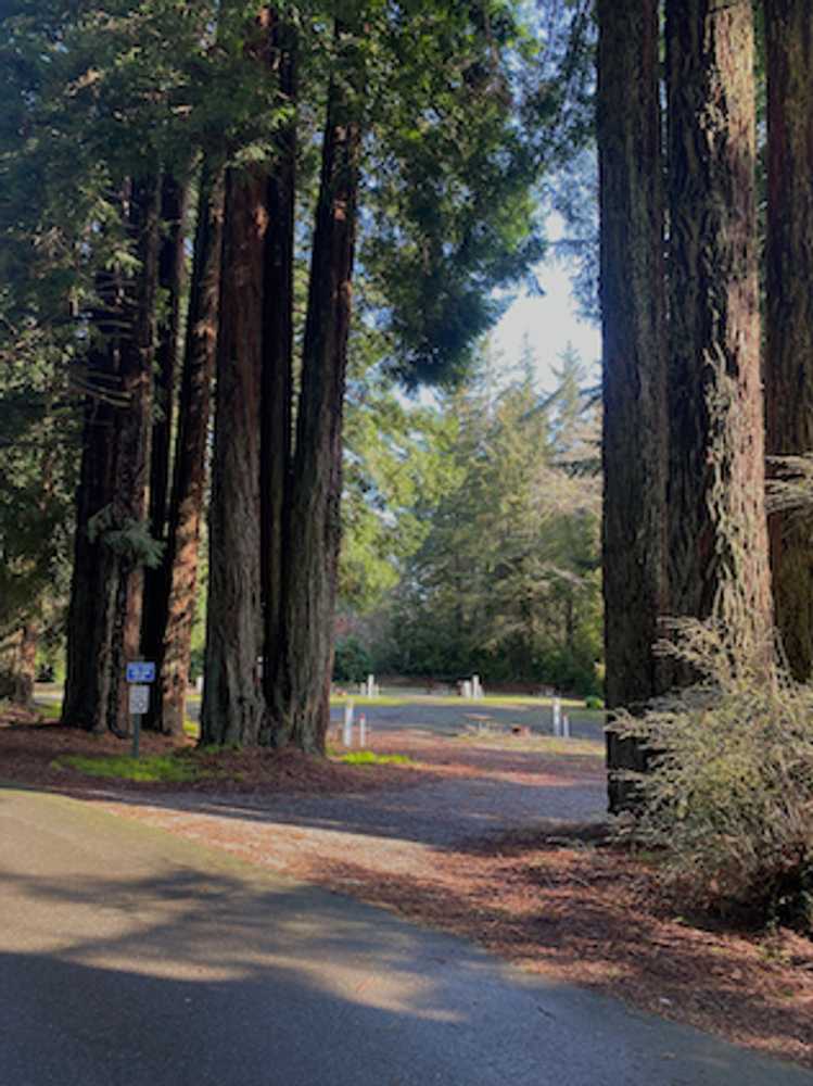 Crescent City RV Park Redwood Trails: Your Complete Guide to Village Camper Inn Adventures | Village Camper Inn RV Park Blog | Crescent City CA 2