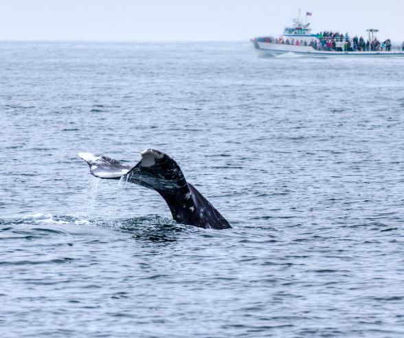 Village Camper Inn RV park 1