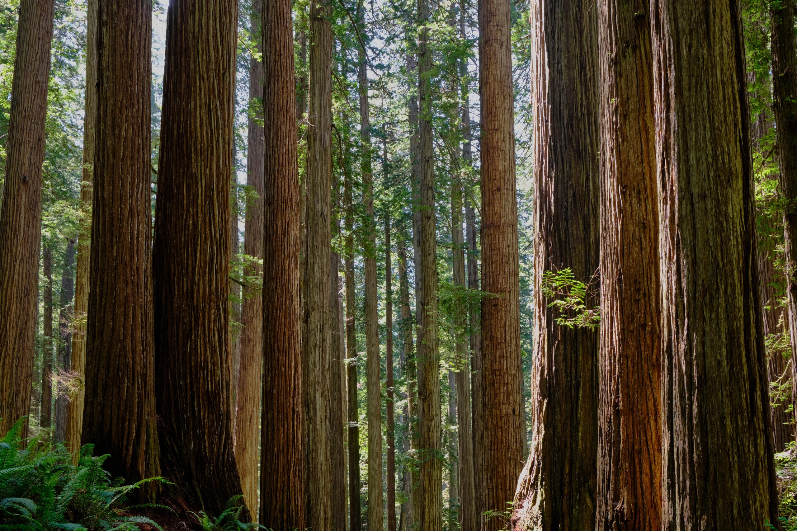 Tall redwood trees in serene forest.